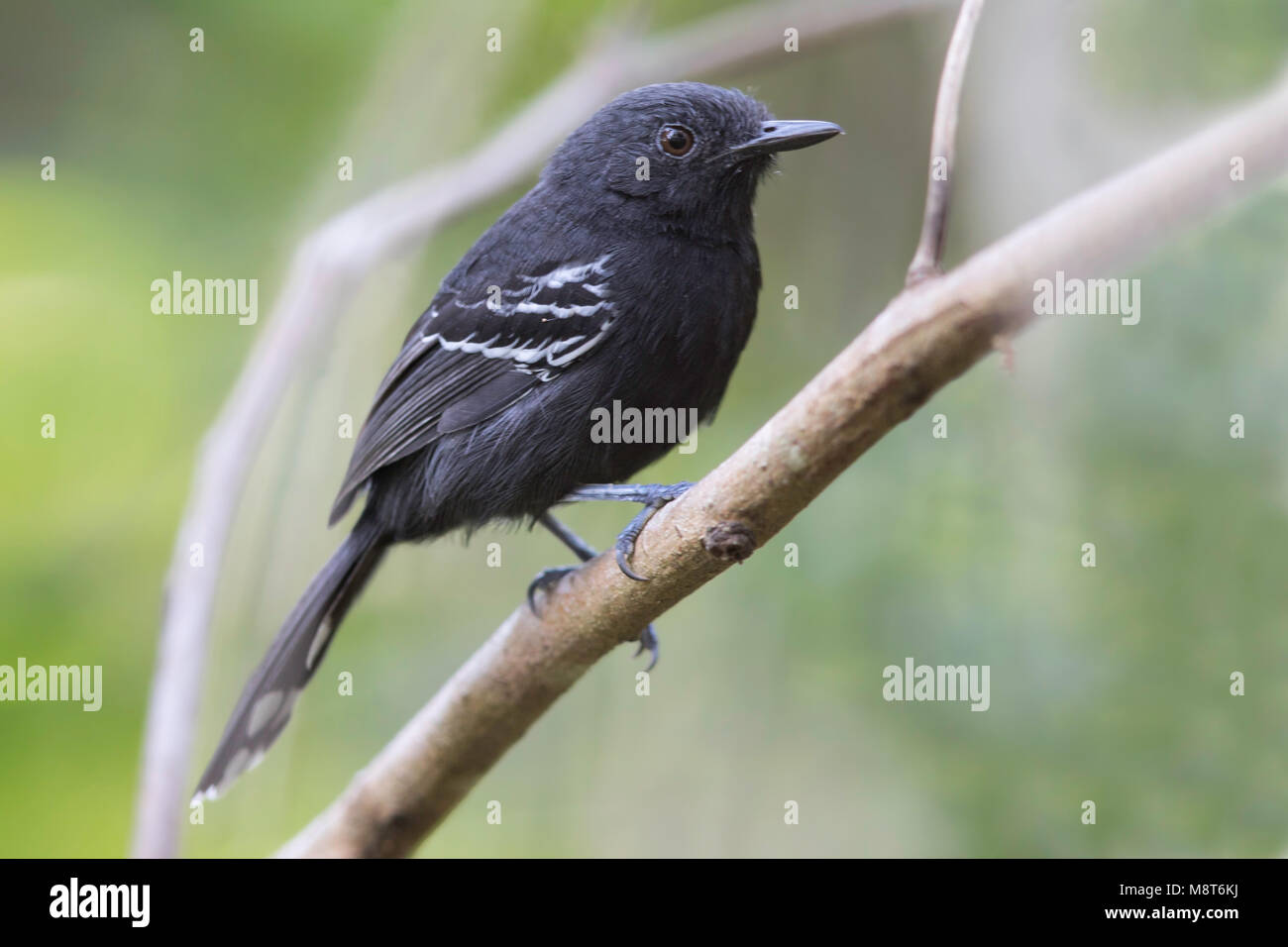 Vogel Foto von Most Shapiro Stockfoto