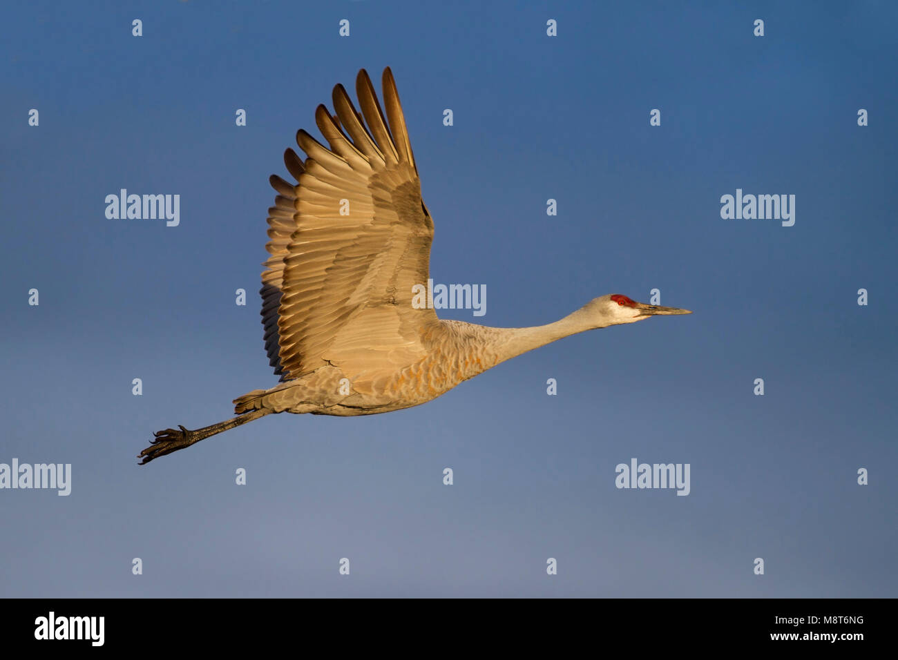 Volwassen Canadese Kraanvogel in Vlucht, Erwachsene Sandhill Crane im Flug Stockfoto