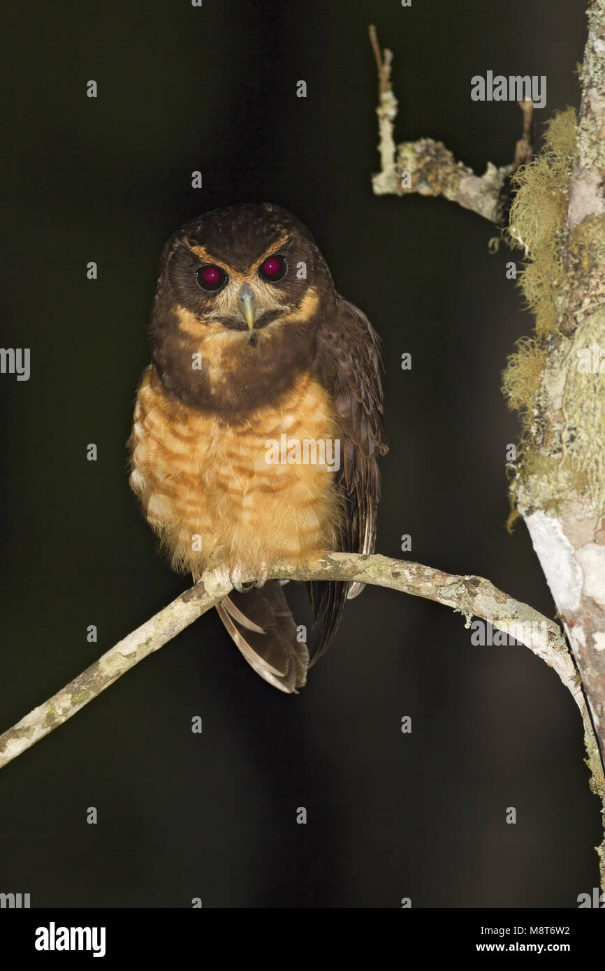 Der tiefsten Geelmaskeruil, Tawny Owl Stockfoto