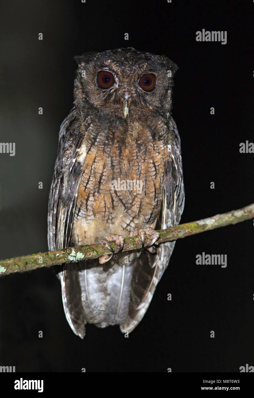 Vogel Bild von Most Shapiro Stockfoto