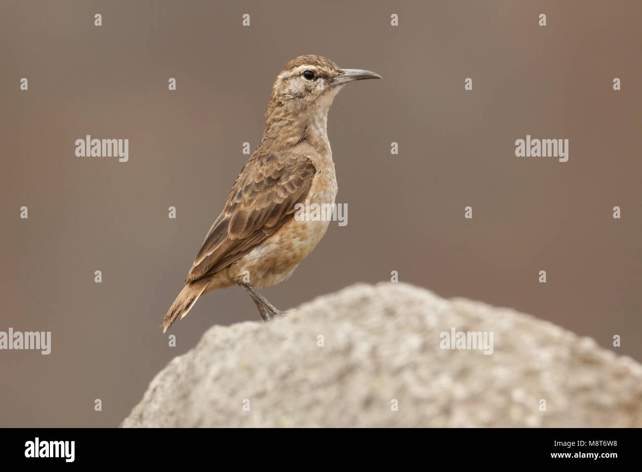 Diksnavelholengraver, Thick-billed Miner Stockfoto