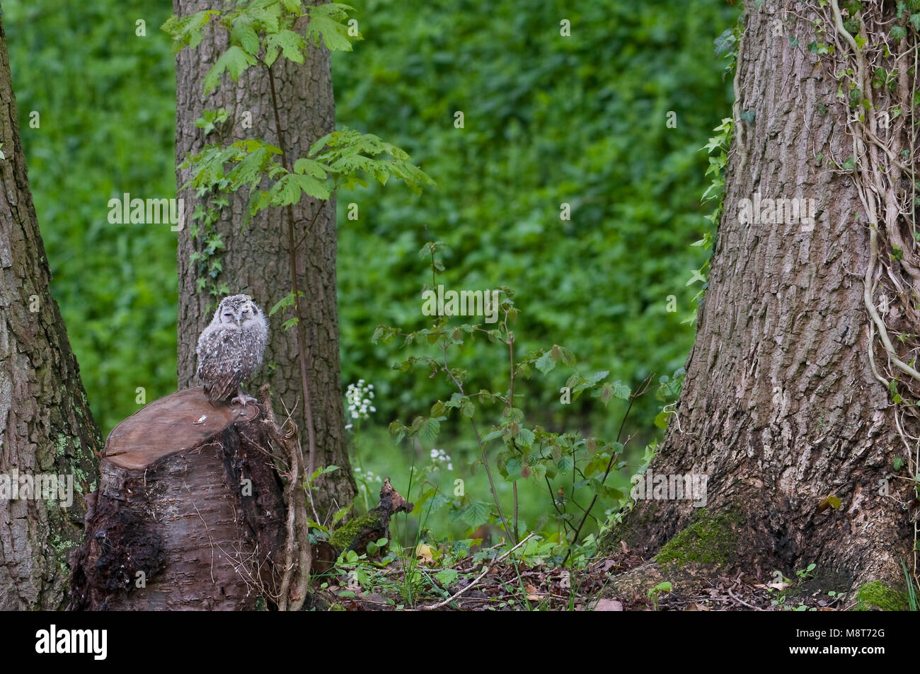 Net uitgevlogen bosuil Kuiken gegründet op een stronk tussen de Baume; Juvenile Waldkauz thront auf einem trunck Stockfoto