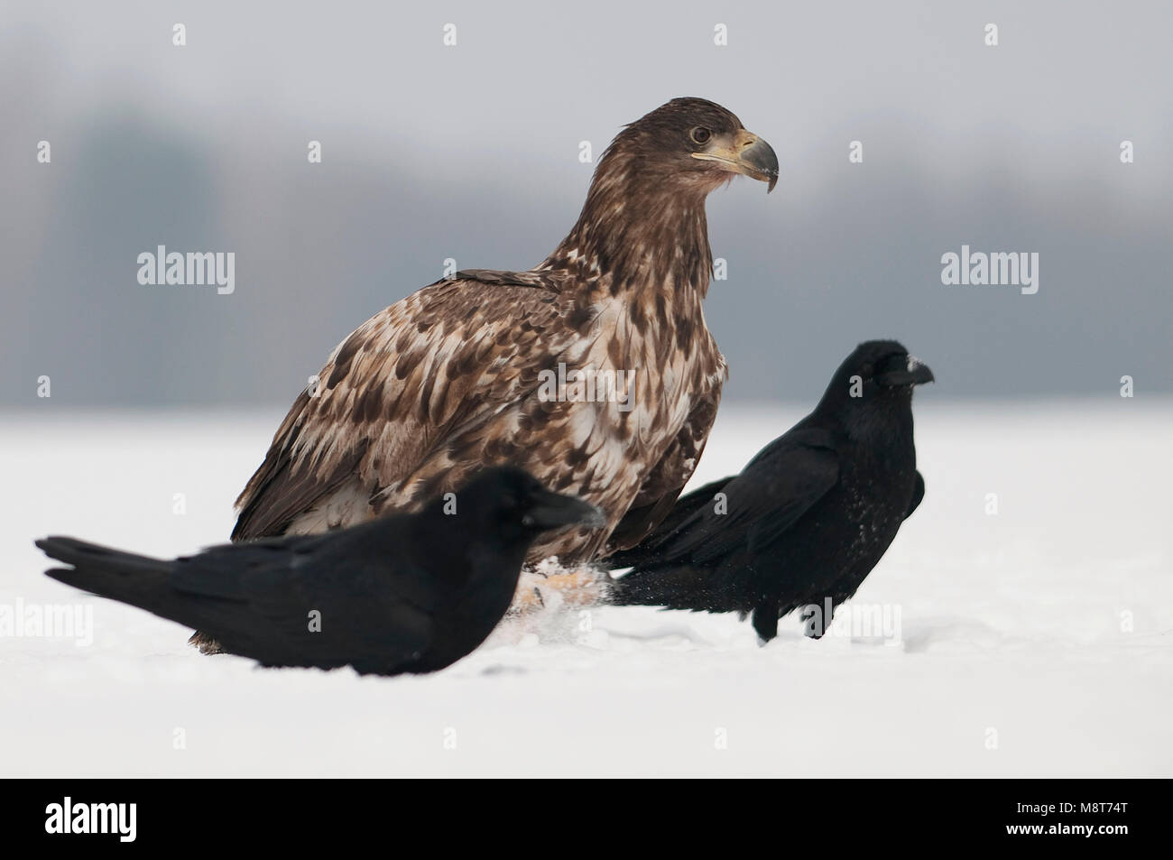 Zeearend tussen Raven in de sneeuw; Seeadler und Rabe im Schnee Stockfoto