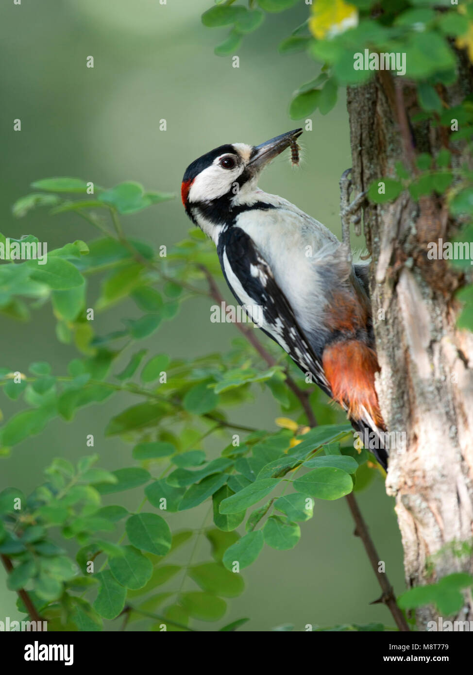 Grote Bonte Specht met rups voor Jongen; Buntspecht mit Caterpillar Stockfoto