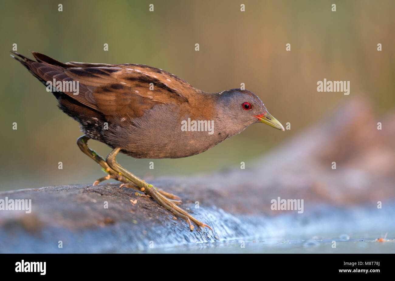 Waterhoen Fouragerende klein; wenig Crakear Nahrungssuche Stockfoto