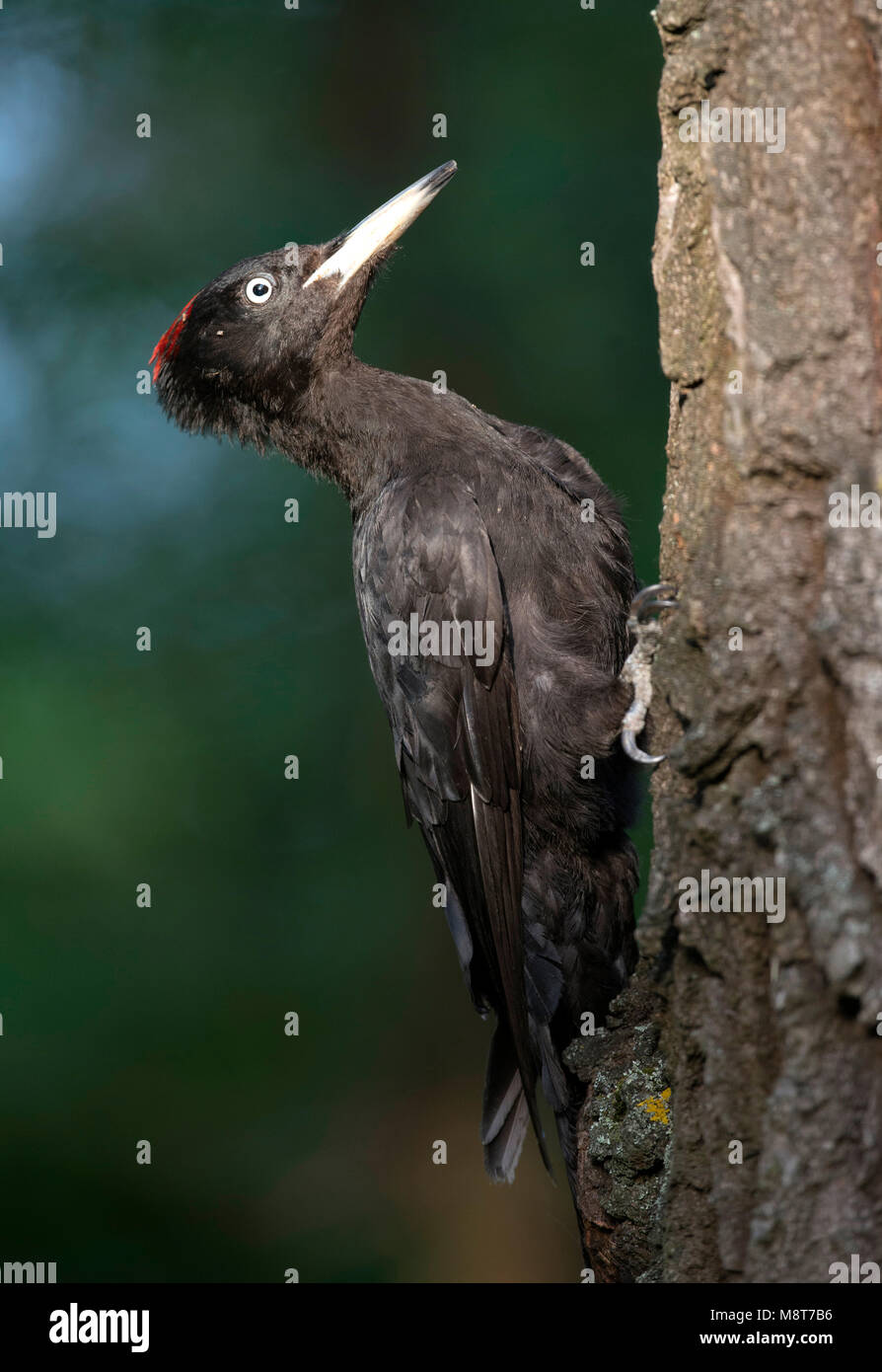 Zwarte Specht; Schwarzspecht Stockfoto