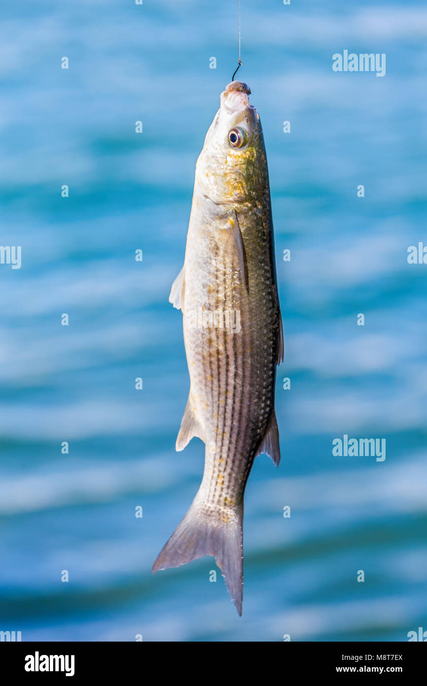 Fisch hängen an angelschnur über Wasser Stockfoto
