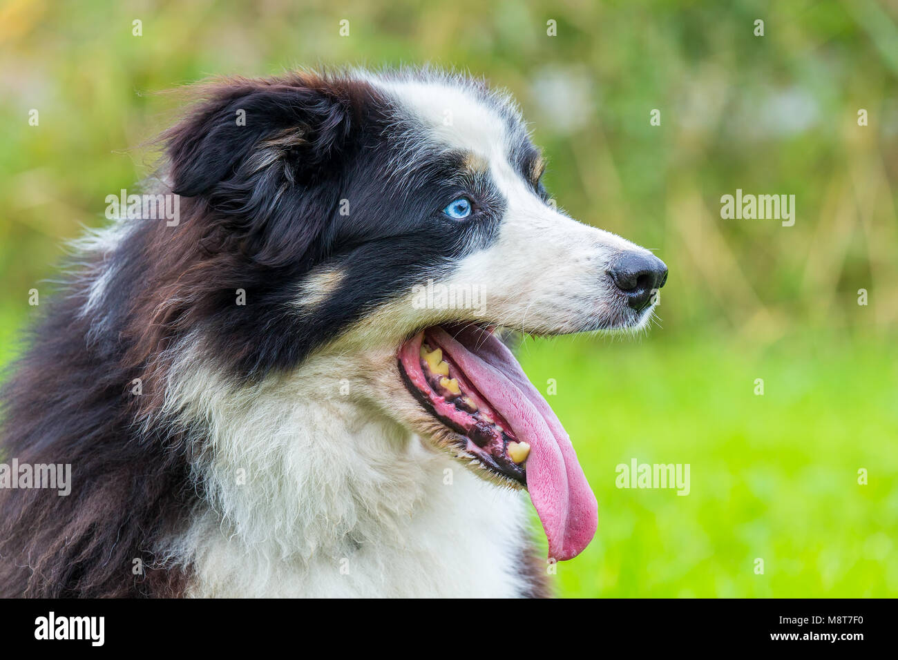 Schließen Sie die Leiter der Border Collie Hund in der Natur Stockfoto