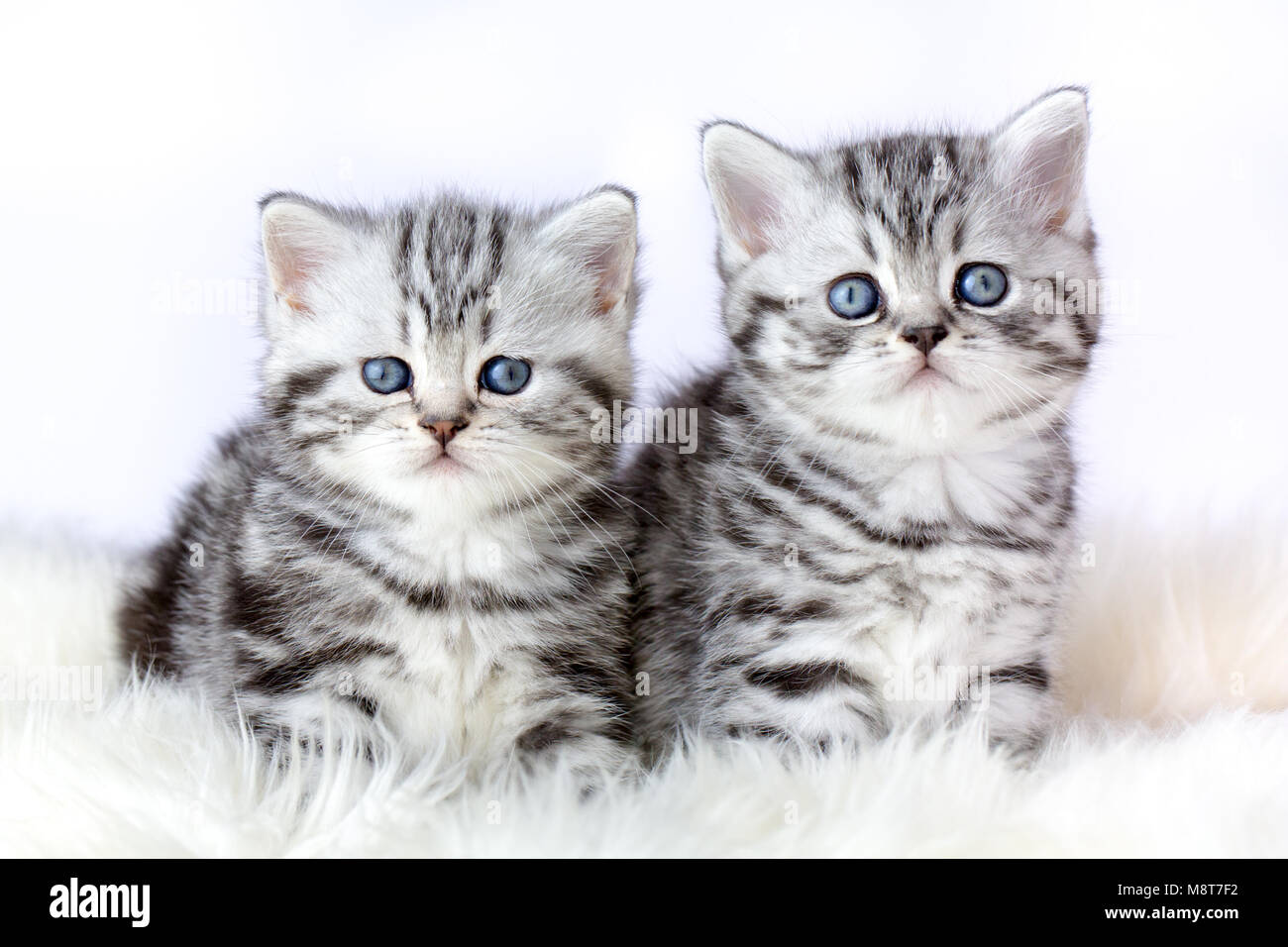 Schließen Sie zwei silber tabby Kätzchen auf Pelz Stockfoto