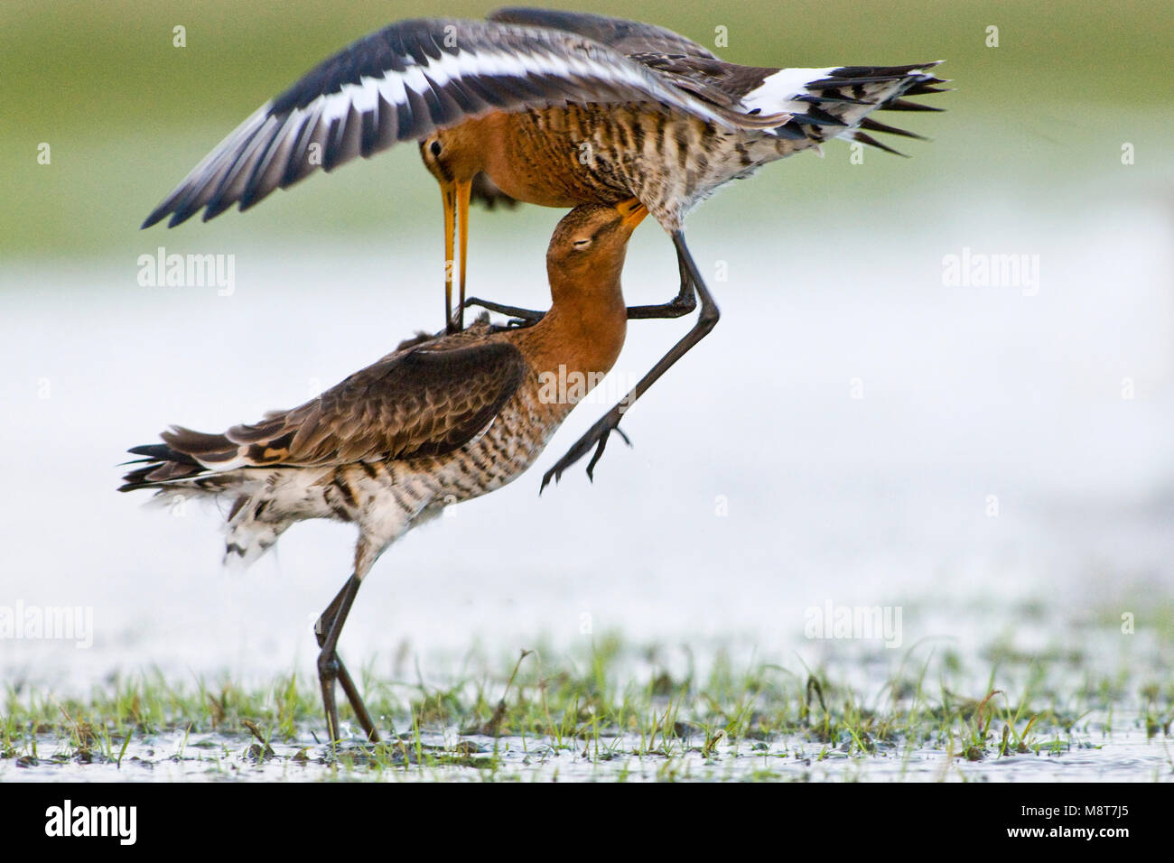 Grutto twee vechtend; Uferschnepfe zwei kämpfende Stockfoto