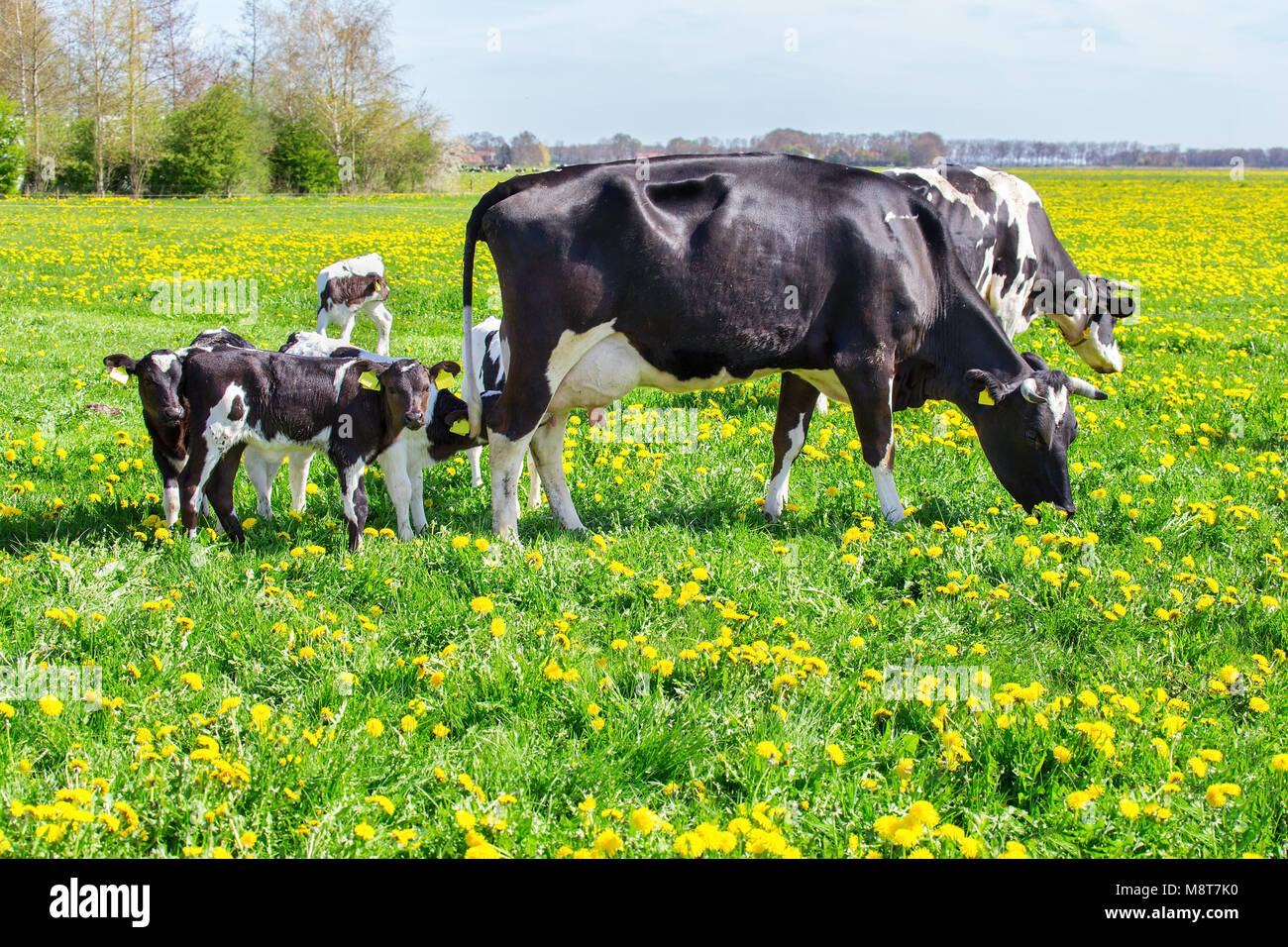 Mutter Kühe mit neugeborenen Kälbern in grün frühling gras mit gelben Löwenzahn Stockfoto