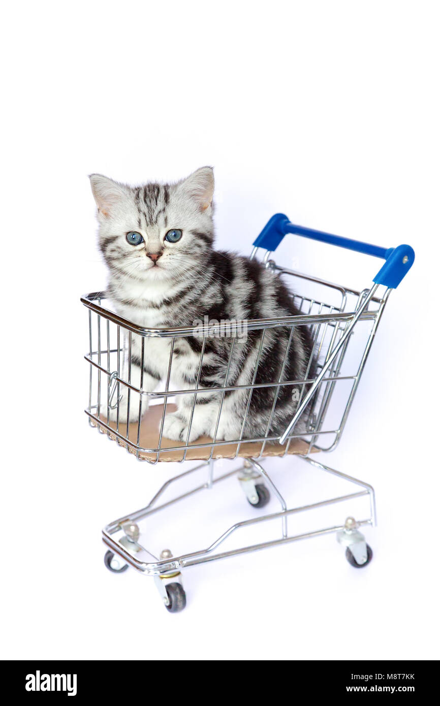 Junge schwarz silber gestromt Katze in Warenkorb sitzen auf weißem Hintergrund Stockfoto
