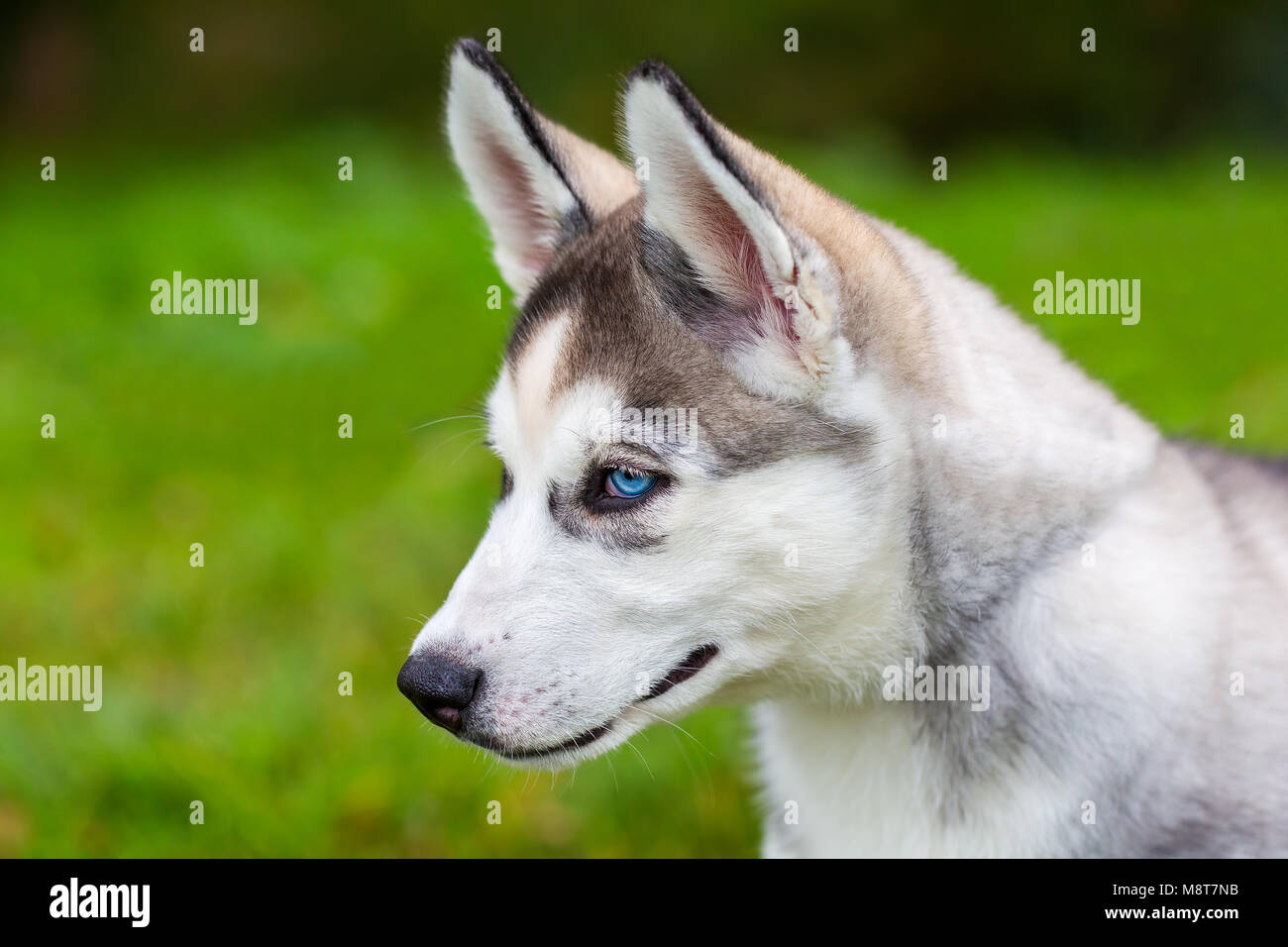 Junge blue eyed Husky dog sitting auf Gras Stockfoto