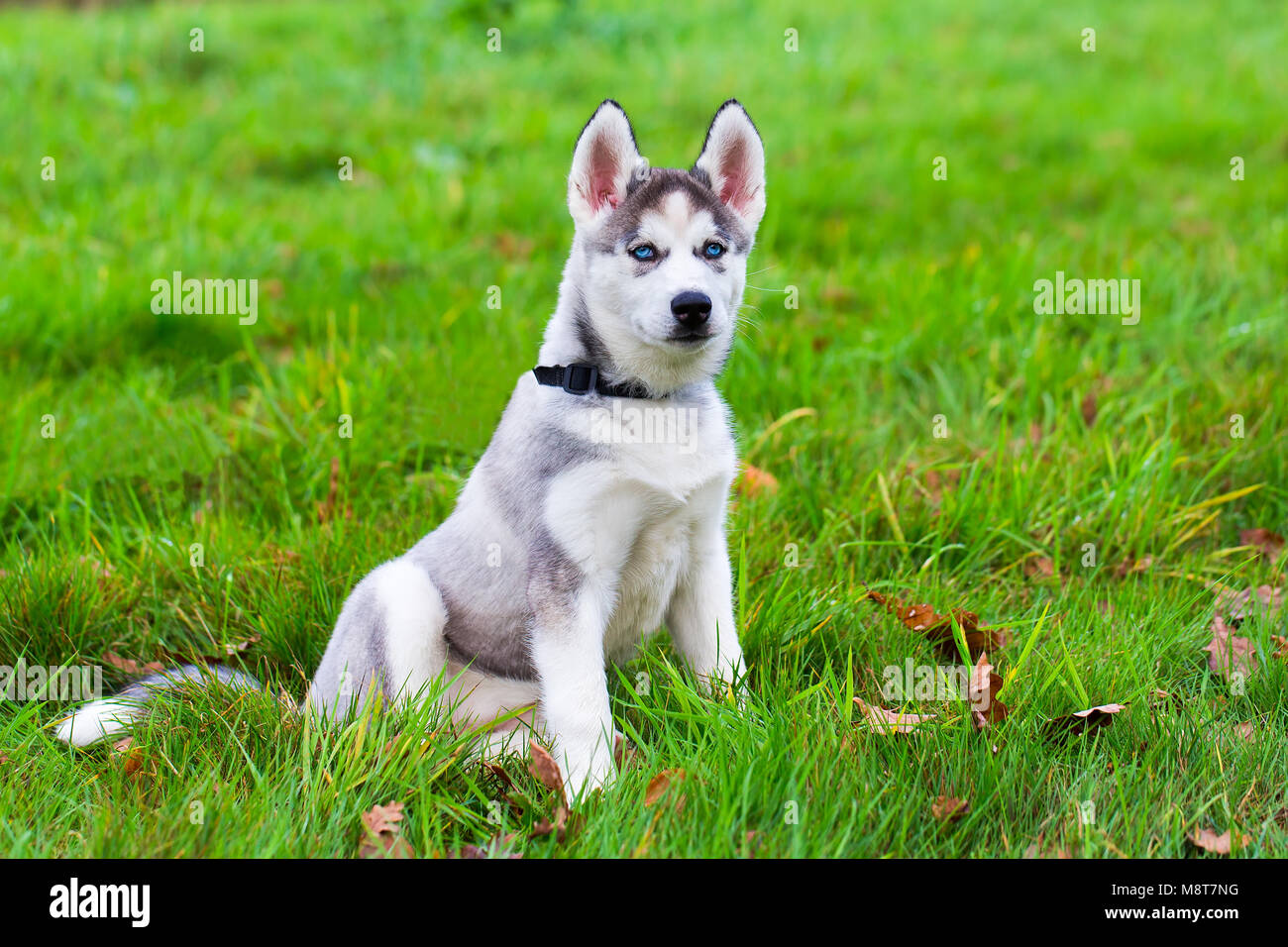 Junge blue eyed Husky dog sitting auf Gras Stockfoto