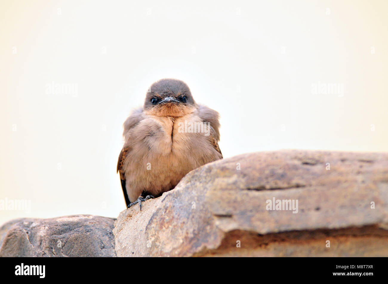 Vogel Bild von Hans Germeraad Stockfoto