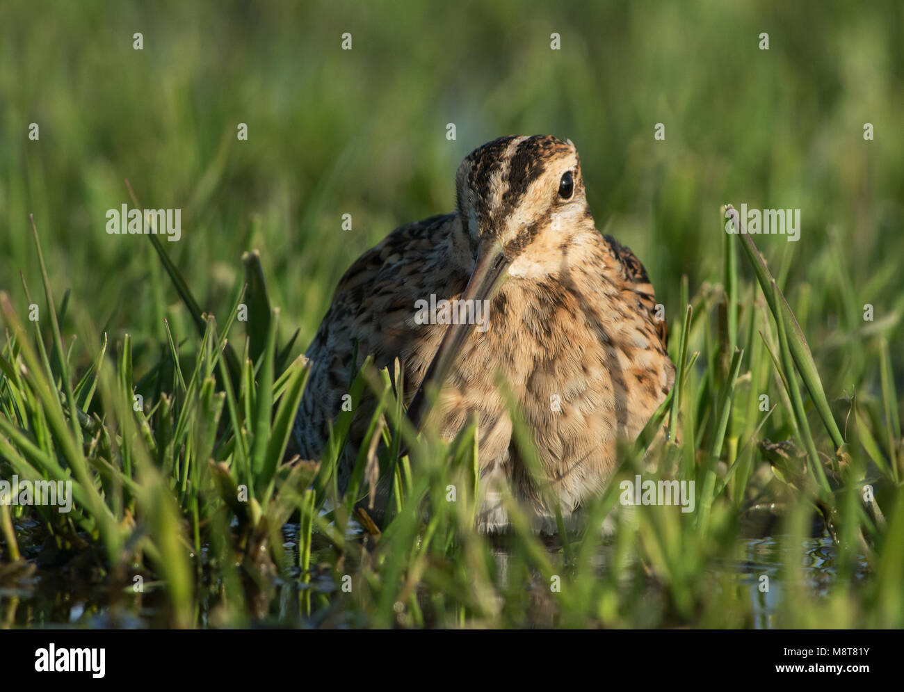 Watersnip, Bekassine, Gallinago media Stockfoto