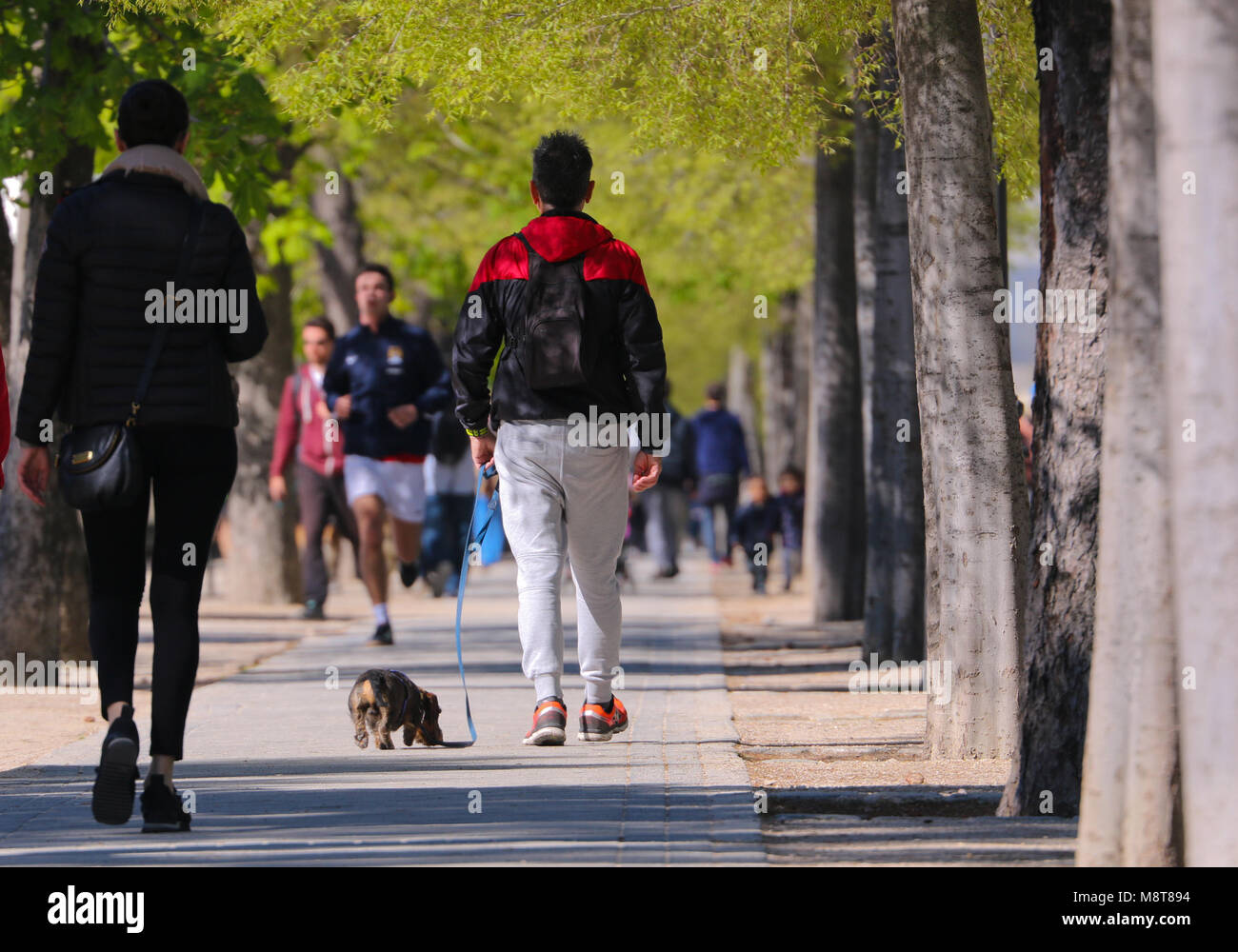 Hund und Jogger im Parque del Buen Retiro Park (Parque del Retiro) in Madrid Spanien Stockfoto