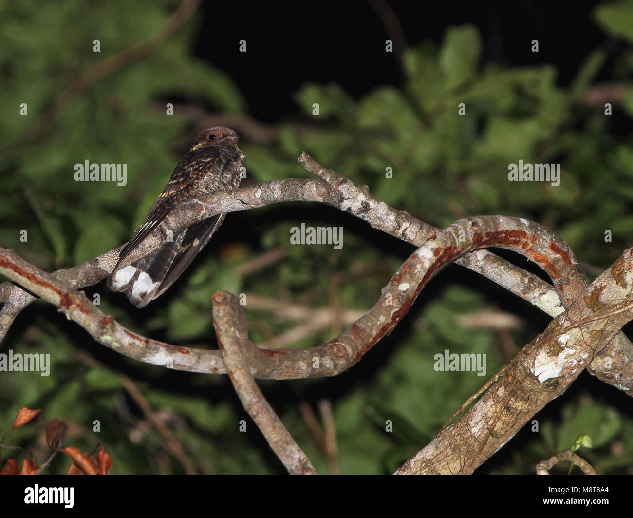 Der Mees (nightjar Caprimulgus meesi) ist ein Mitglied der Familie nightjar (caprimulgidae) beschrieben als neue für die Wissenschaft im Jahr 2004. Es ist auf Flores gefunden Stockfoto