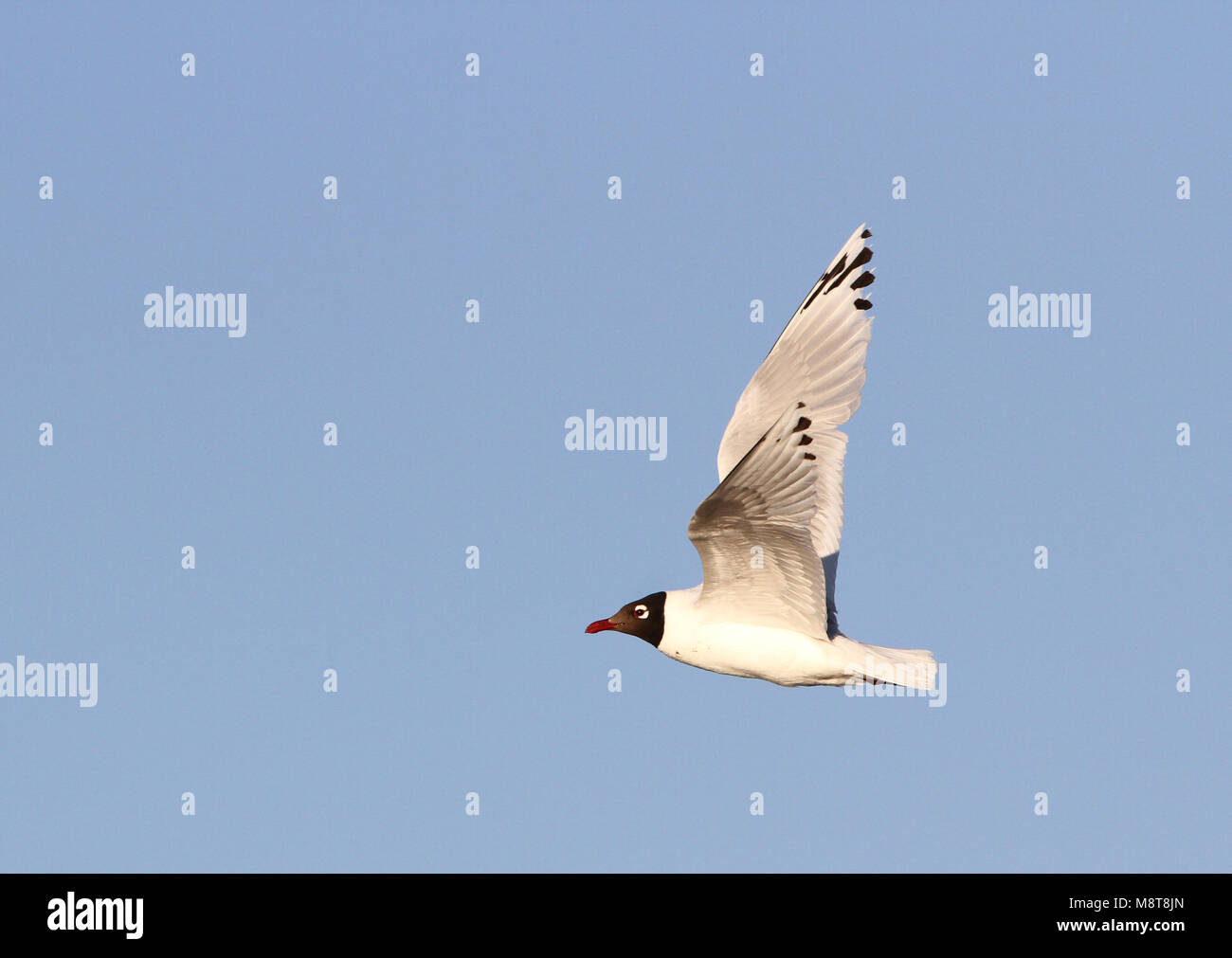 In Relictmeeuw vlucht; Relikt Möwe (Ichthyaetus relictus) fliegen Stockfoto