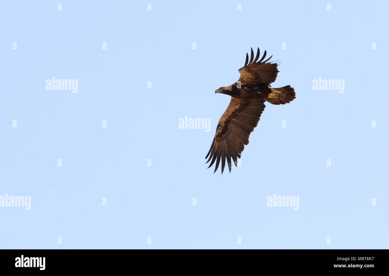 In Keizerarend vlucht; Östliche Kaiseradler (Aquila heliaca) im Flug Stockfoto