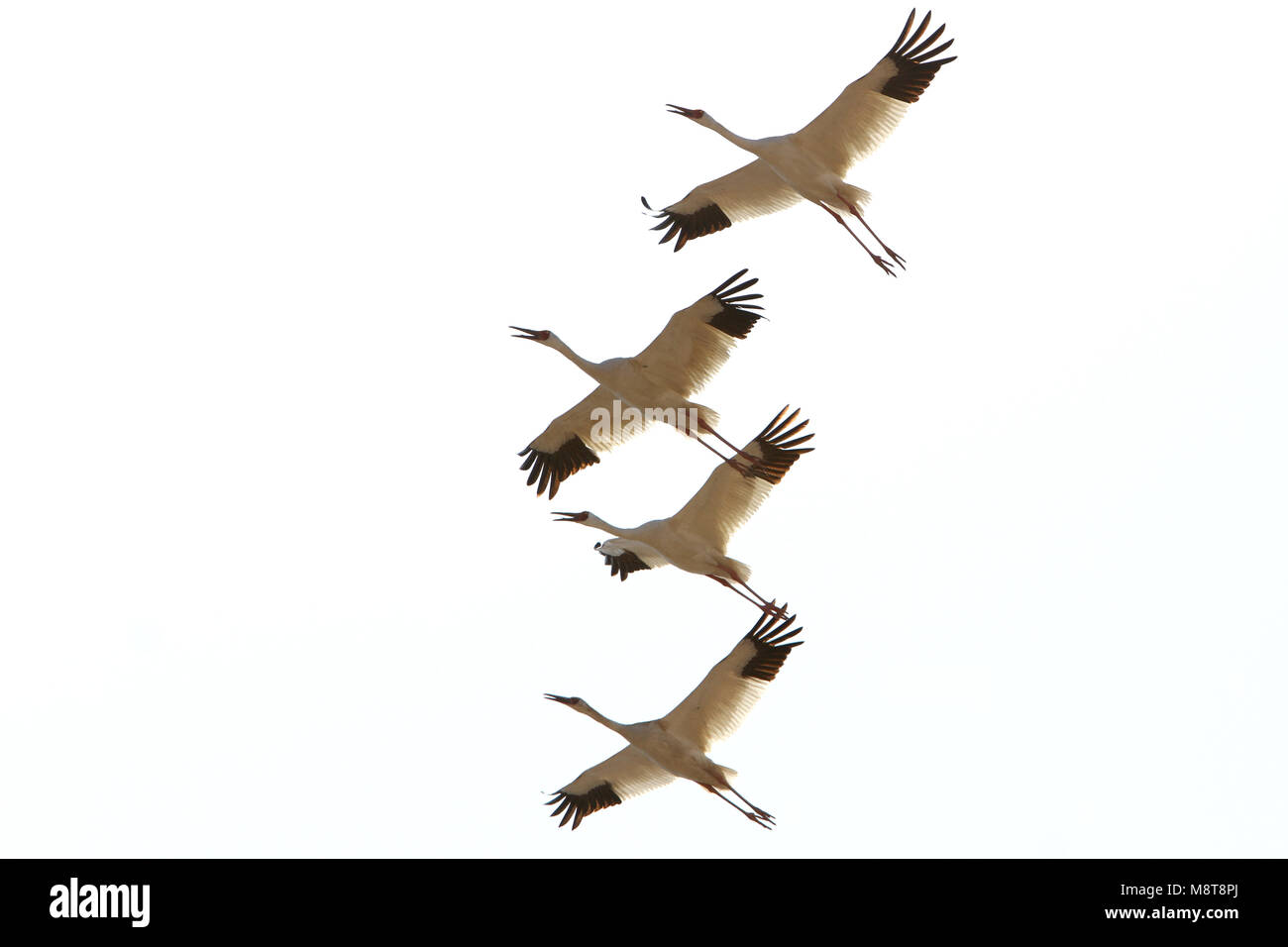 Ernstig bedreigde Kraanvogels Siberische Witte in der chinesischen overwinteringsgebied; kritisch bedrohte Sibirische Kraniche (Leucogeranus leucogeranus) in C Stockfoto