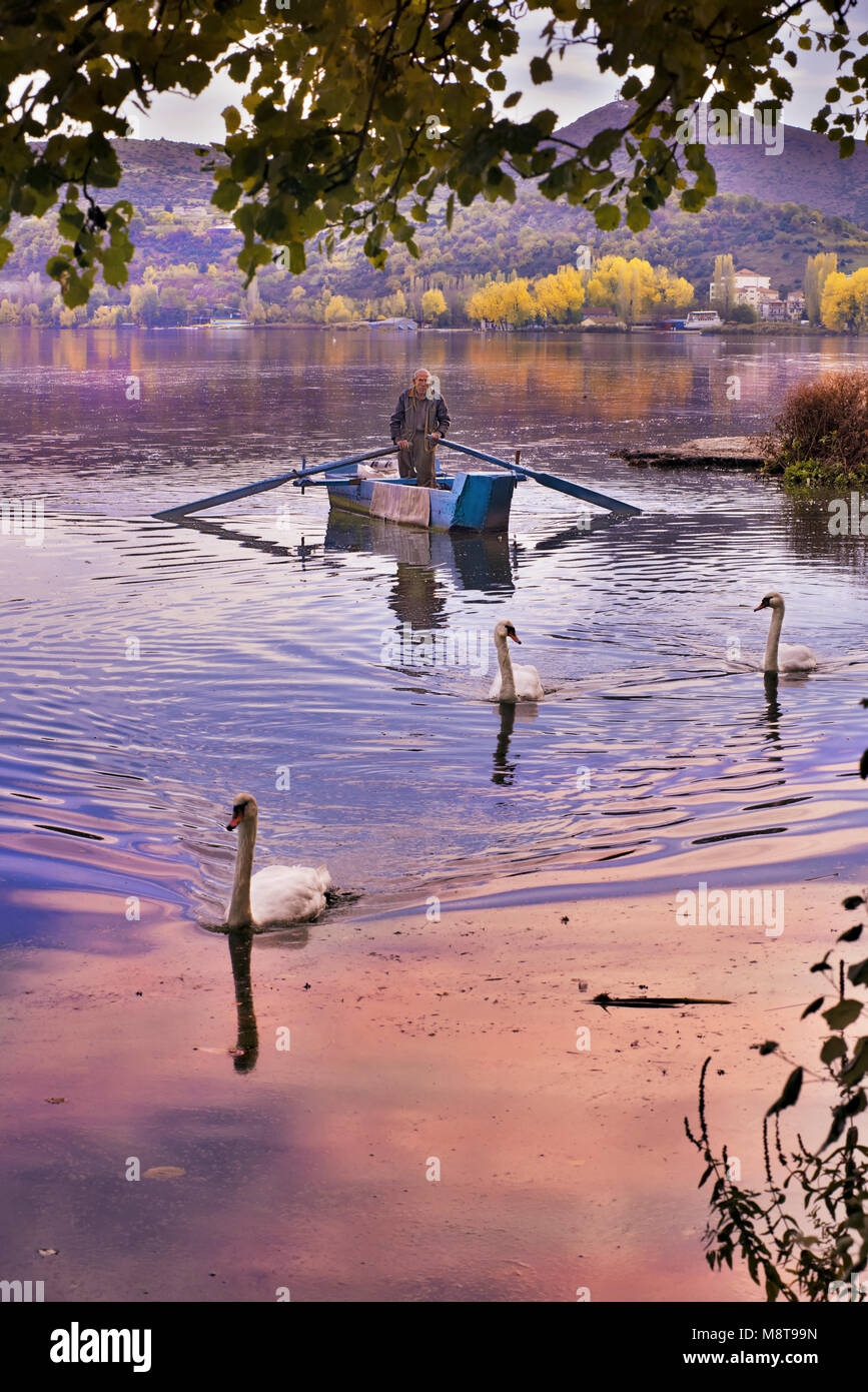 Fischer auf traditionellen hölzernen Bootes durch Schwäne begleitet, im See Orestiada in Kastoria Stadt, Westmakedonien region, Griechenland Stockfoto