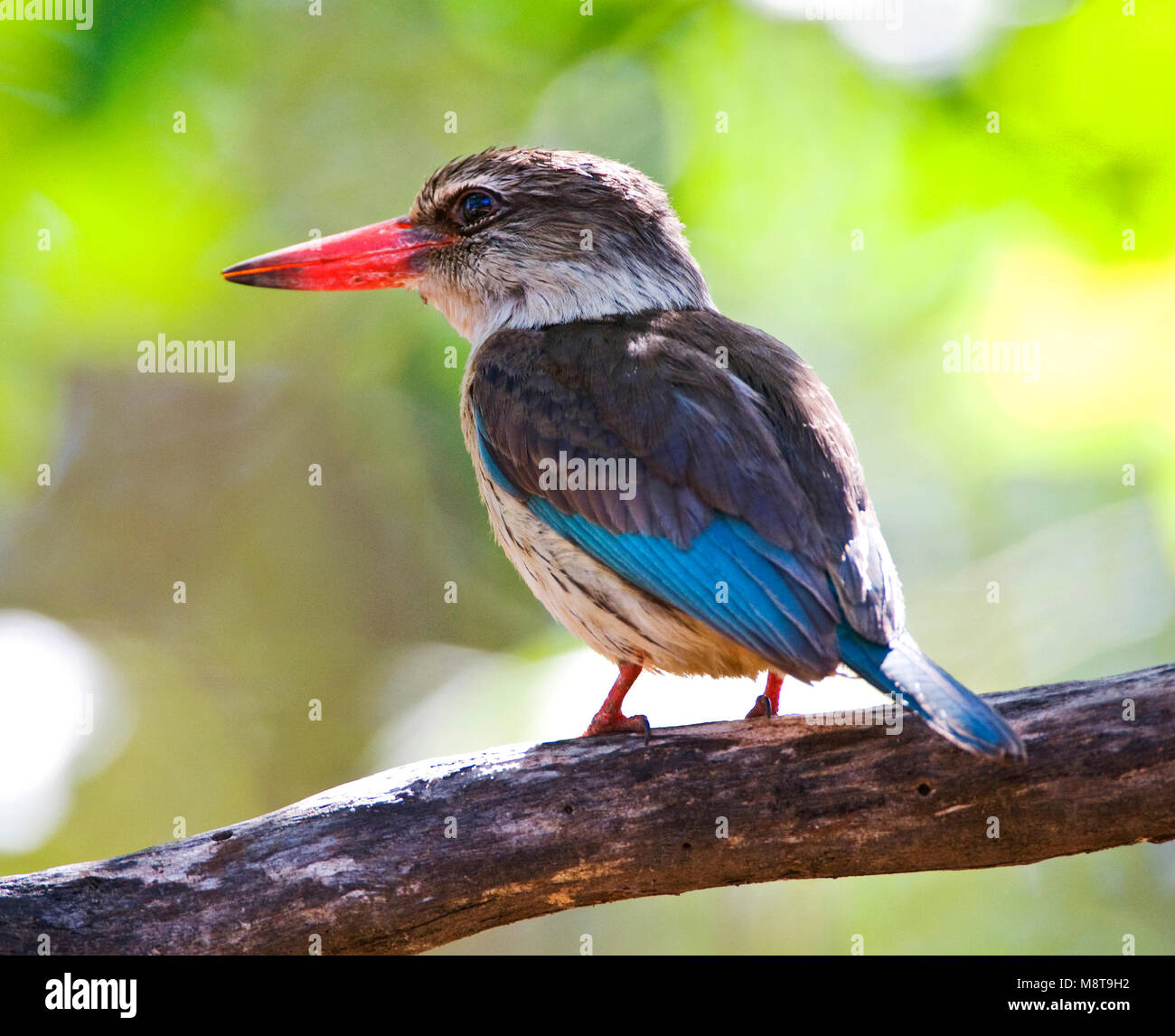 Bruinkapijsvogel, Braun - hooded Kingfisher, Halcyon albiventris Stockfoto