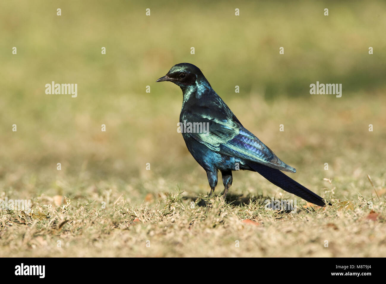 Grote Glansspreeuw, Burchell's Starling, Lamprotornis Australis Stockfoto