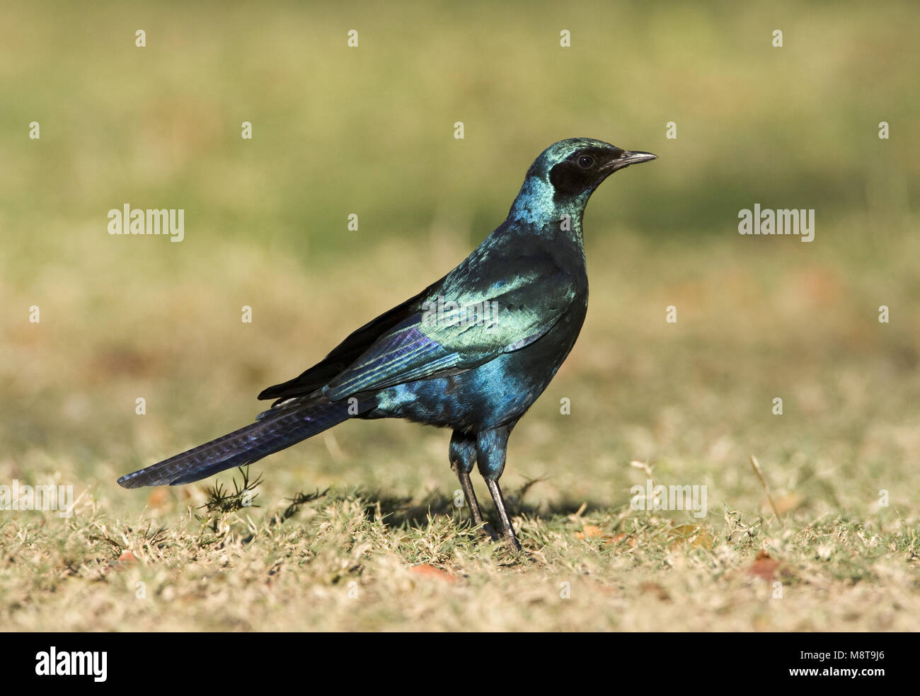 Grote Glansspreeuw, Burchell's Starling, Lamprotornis Australis Stockfoto