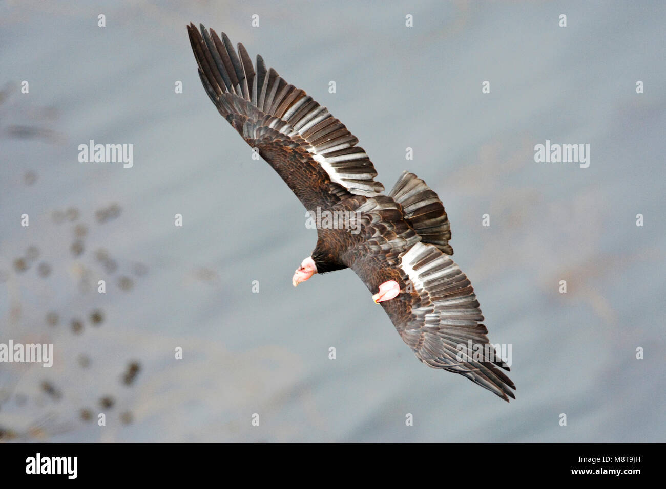 Californische kalifornischen Condor Condor; Stockfoto