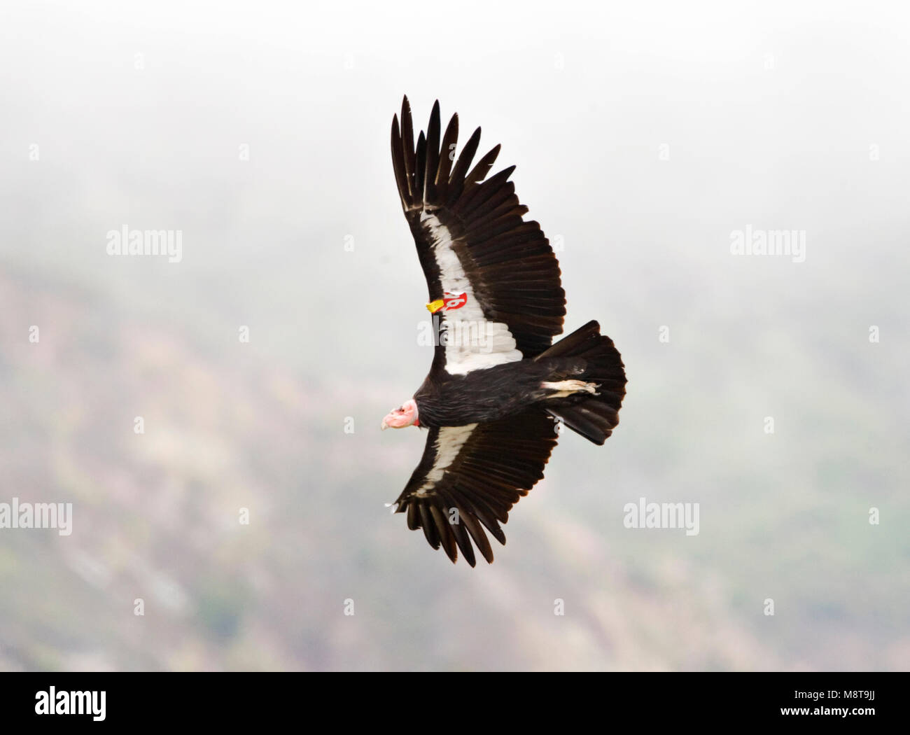 Californische kalifornischen Condor Condor; Stockfoto