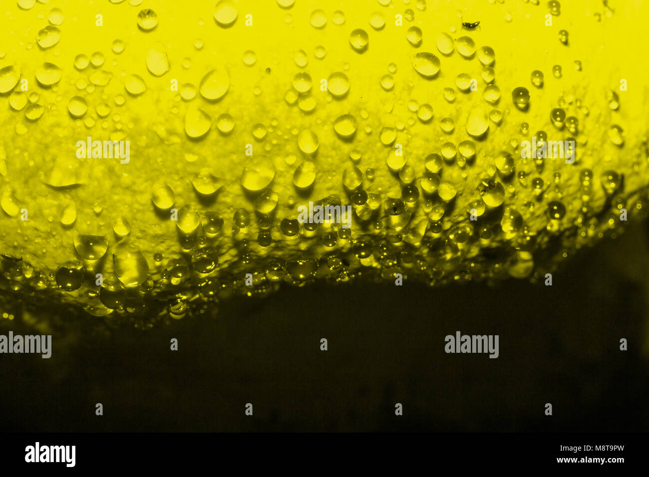 Morgentau auf der Pilzscheibe (close-up). Toning in PANTONE-Farbe golden Lime. Stockfoto