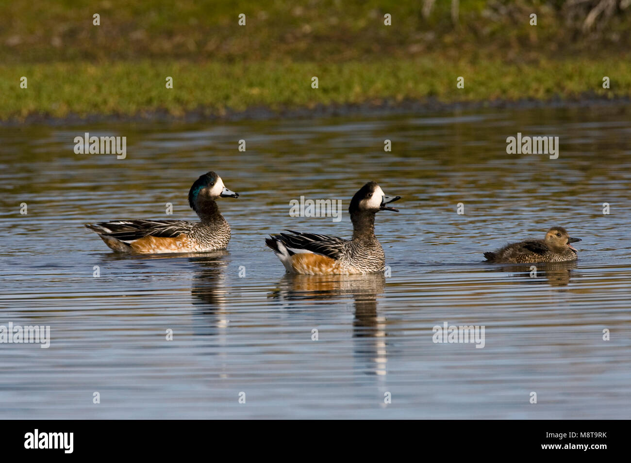 Familie Chileense Smienten met Jongen; Chilenische Wigeons mit Jungen Stockfoto