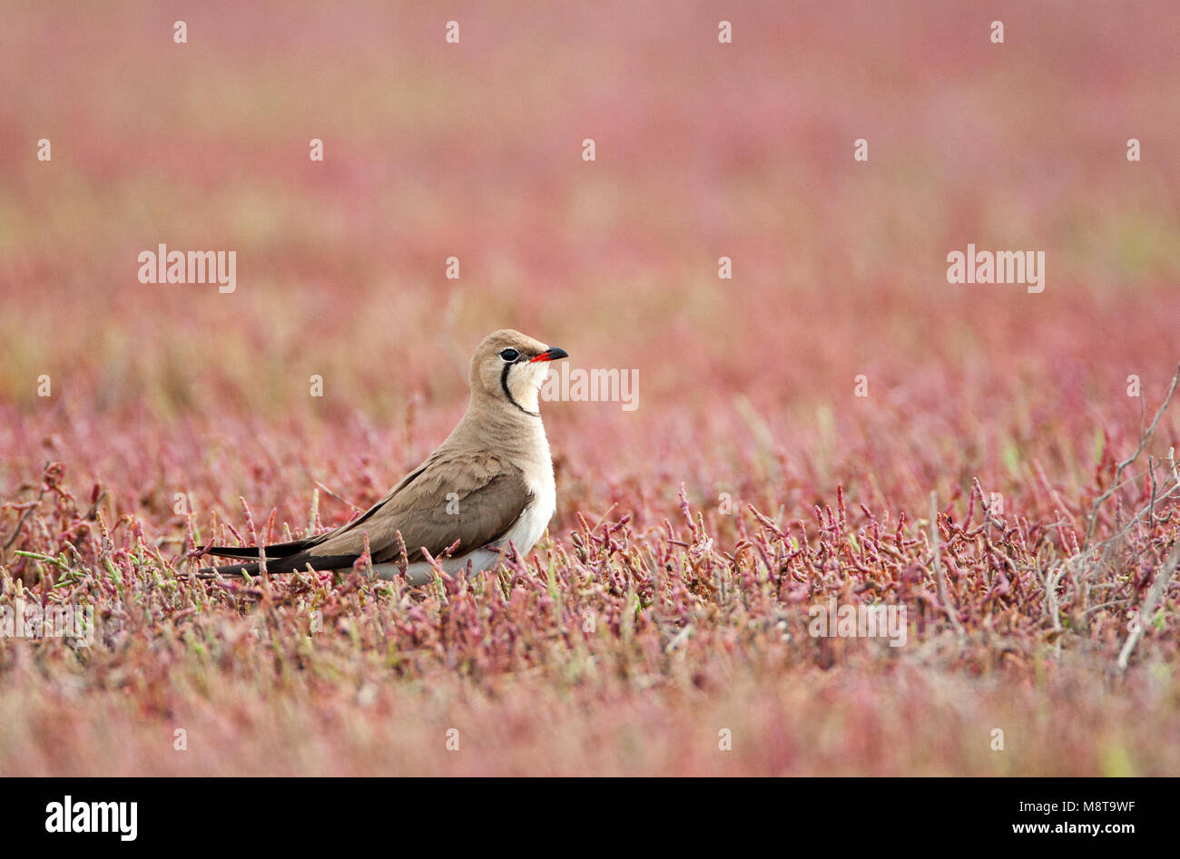 Vorkstaartplevier, Glareola pratincola Collared Pratincole, Stockfoto