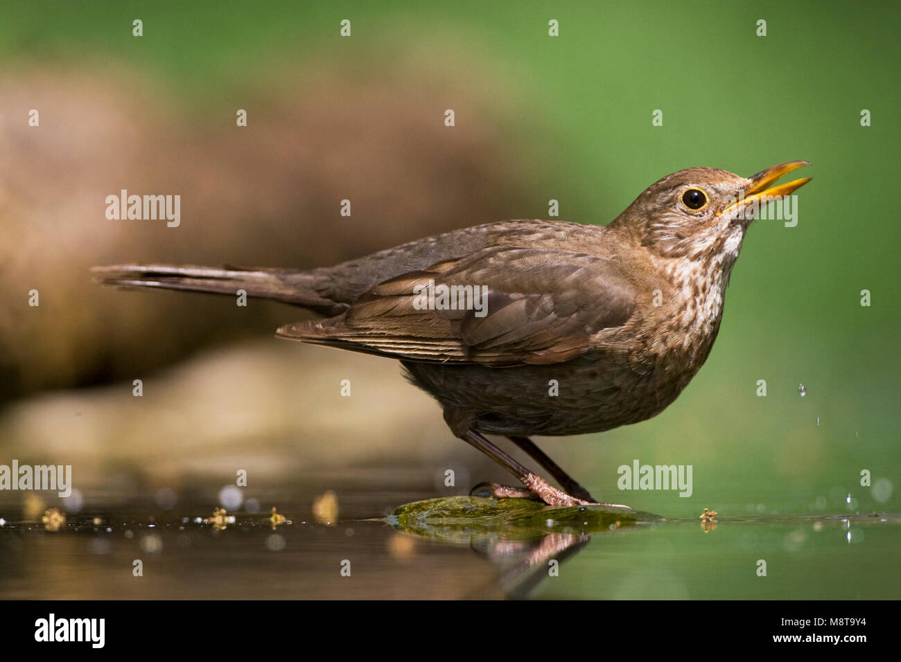 Vrouwtje Merel bij drinkplaats; weibliche Europäische Blackbird an Trinken Website Stockfoto