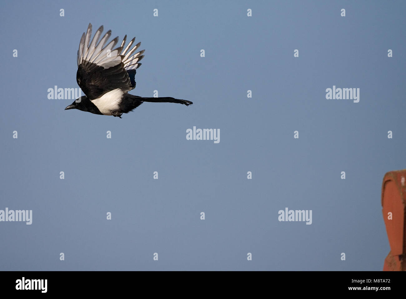 Eurasian Magpie Flying, Ekster vliegend Stockfoto