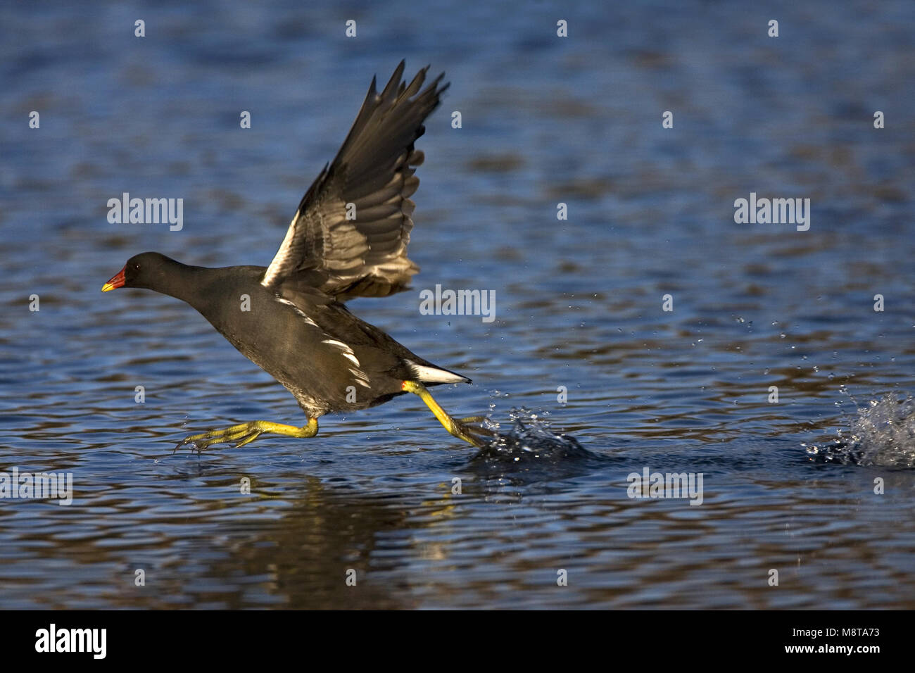 Gemeinsame Sumpfhuhn sprinten über Wasser, Waterhoen sprintend über Wasser Stockfoto