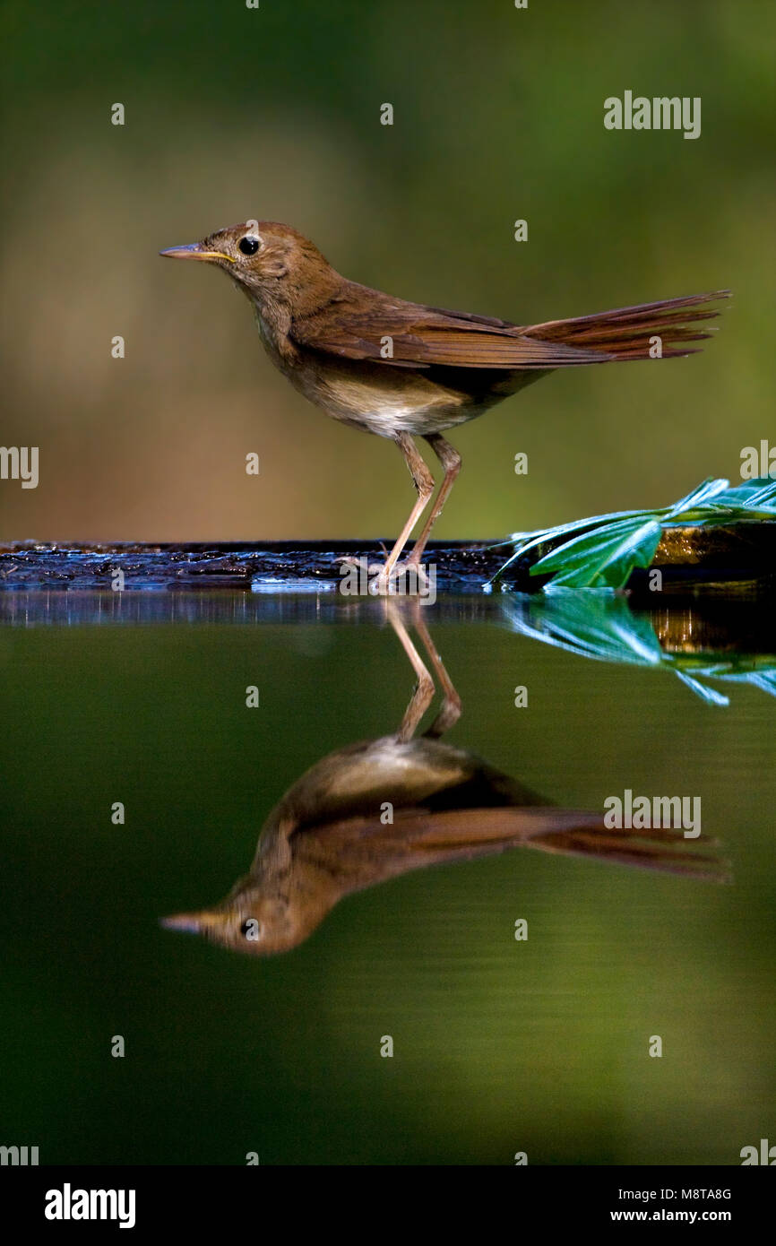 Nachtegaal staand Bij de Waterkant; Gemeinsame Nachtigall am Wasser Stockfoto