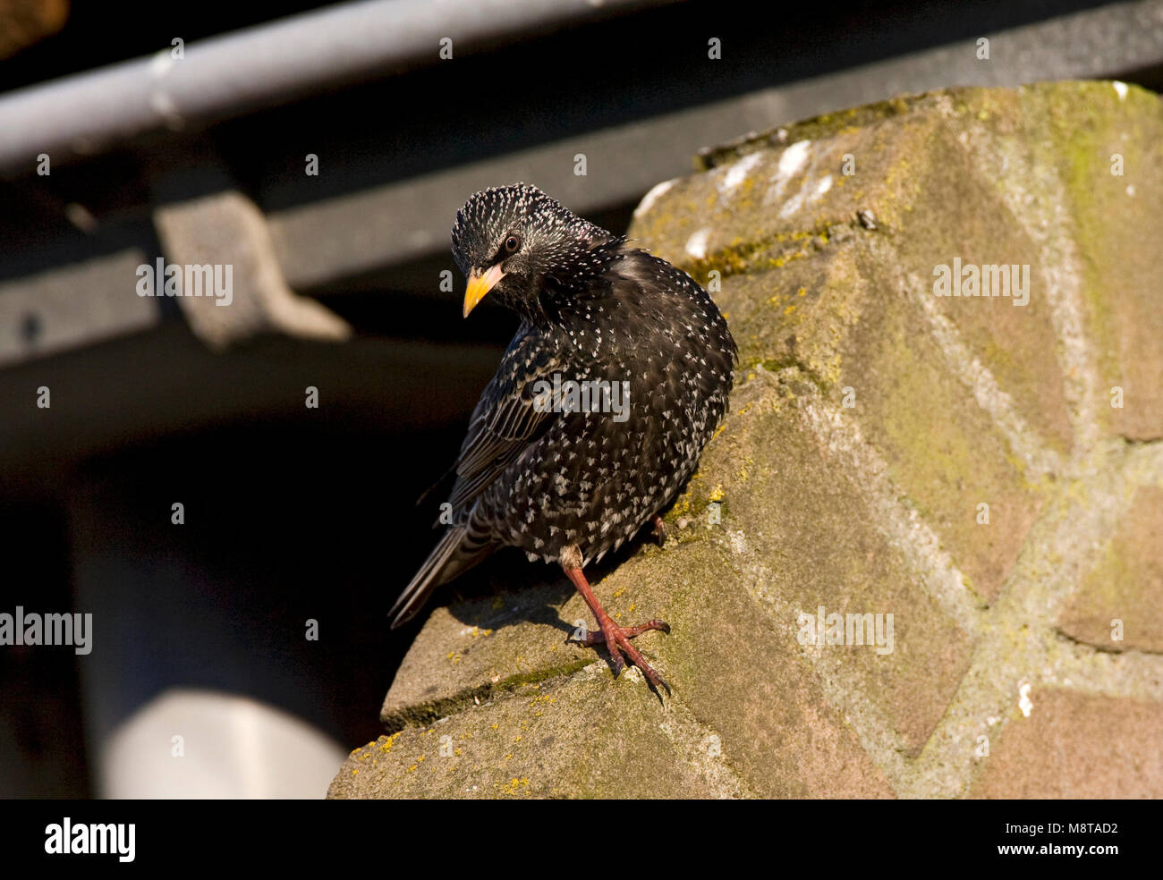 Spreeuw; Common Starling Stockfoto