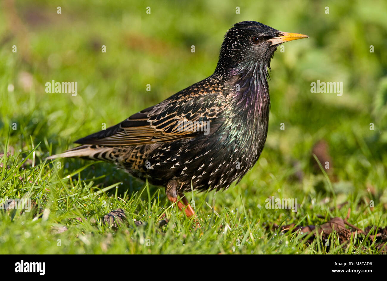 Spreeuw; Common Starling Stockfoto
