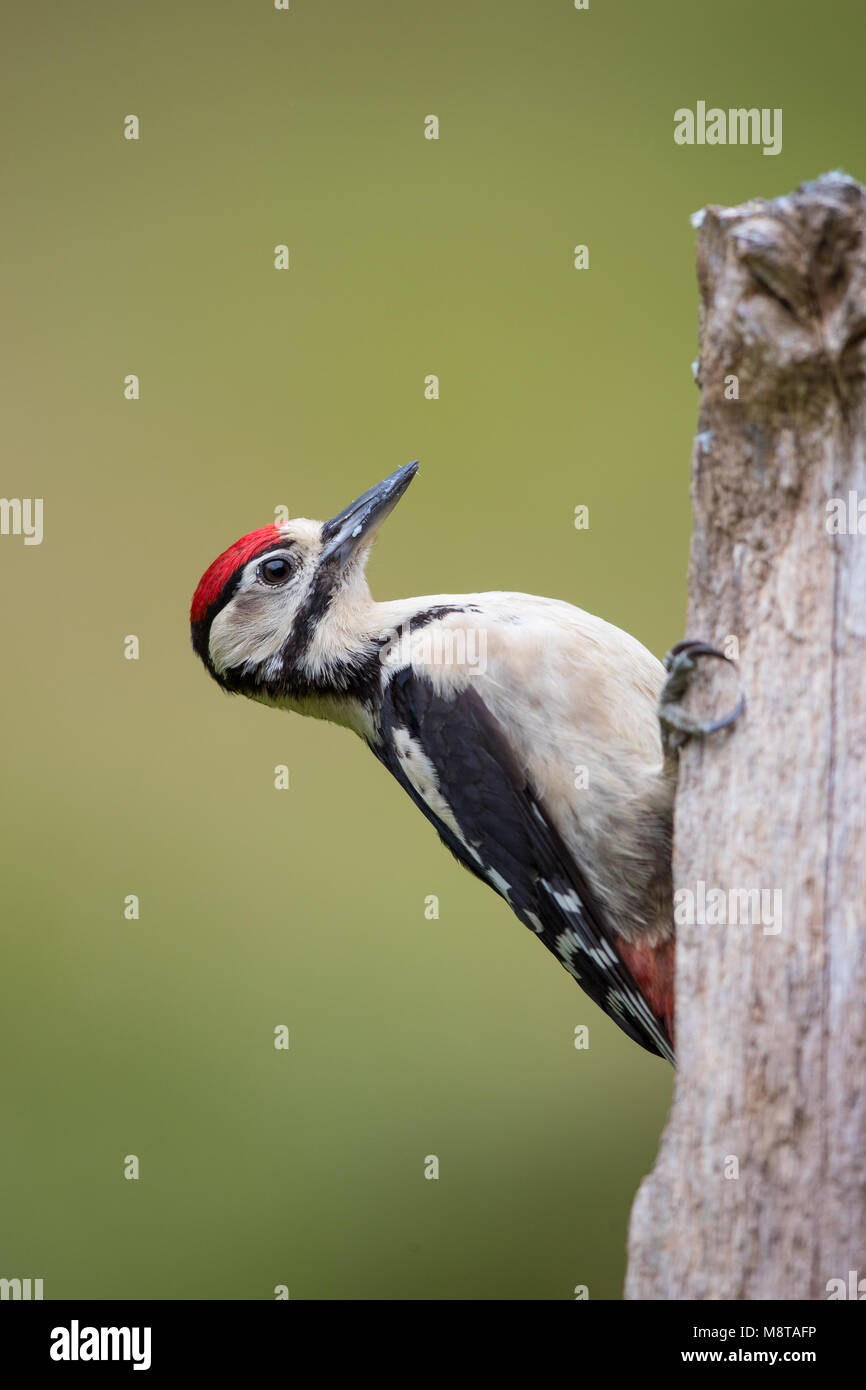 Juvenile Buntspecht auf einer hölzernen Baumstumpf auf der Suche nach Essen Stockfoto