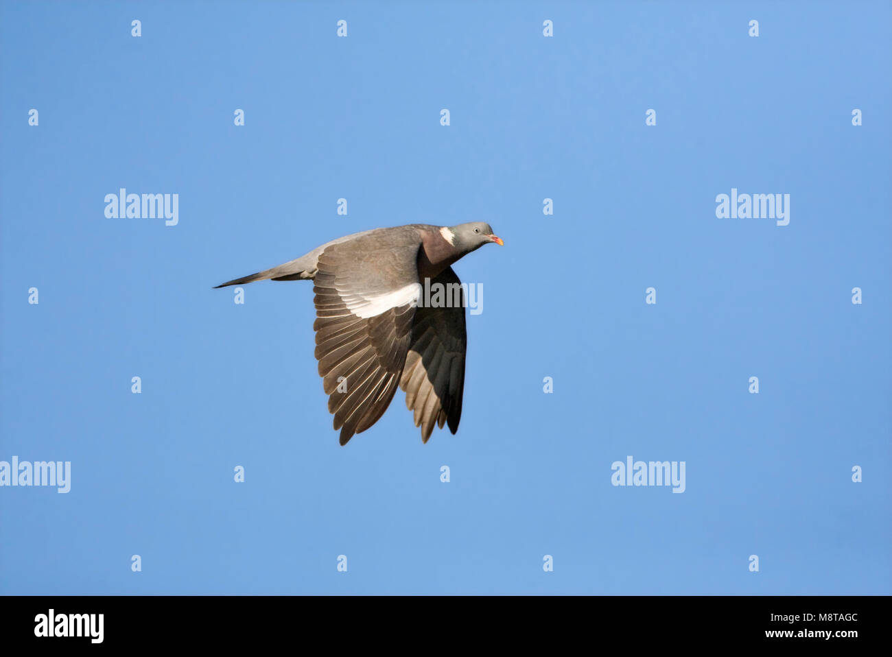 In Houtduif vlucht; Gemeinsame Holz Taube im Flug Stockfoto