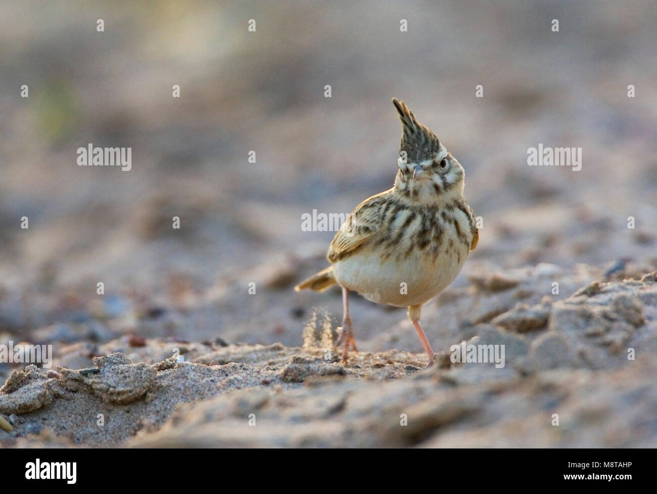 Kuifleeuwerik, Crested Lark, Galerida cristata Stockfoto