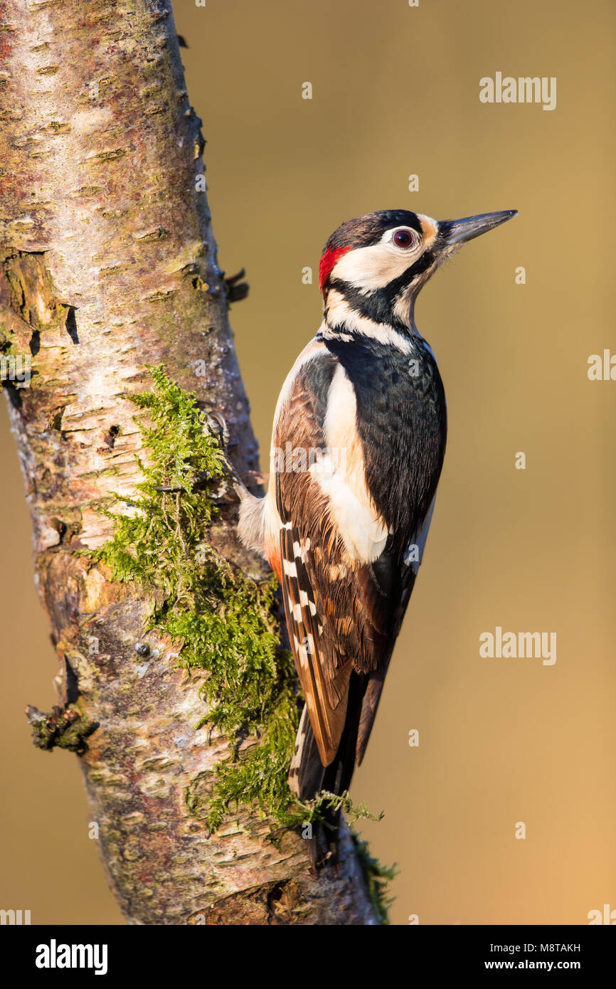 Männliche Buntspecht auf einem Baumstamm in einigen wunderschönen Abendsonne gehockt Stockfoto