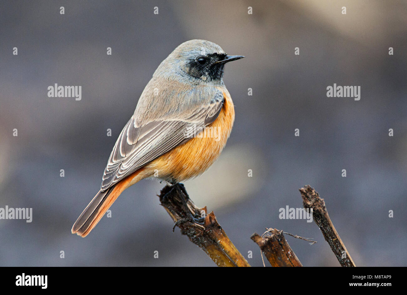 Oosterse Zwarte Roodstaart, Eastern Black Redstart Phoenicurus, ochruros phoenicuroides Stockfoto