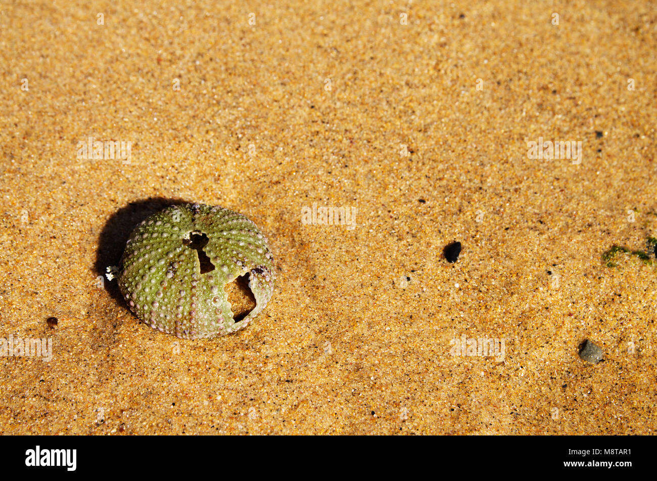 Test (hard shell) von einem Seeigel (Echinoidea) über Gelb nassen Sand am Strand. Die shell/Skelett ist teilweise gebrochen und hat ein Loch in der Form o Stockfoto