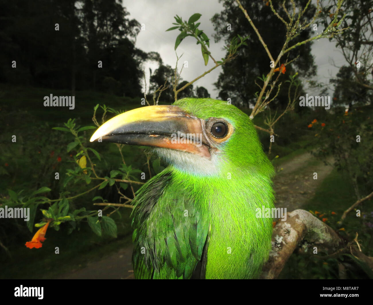 Toucanet Smaragdarassari, Smaragd, Aulacorhynchus prasinus Stockfoto