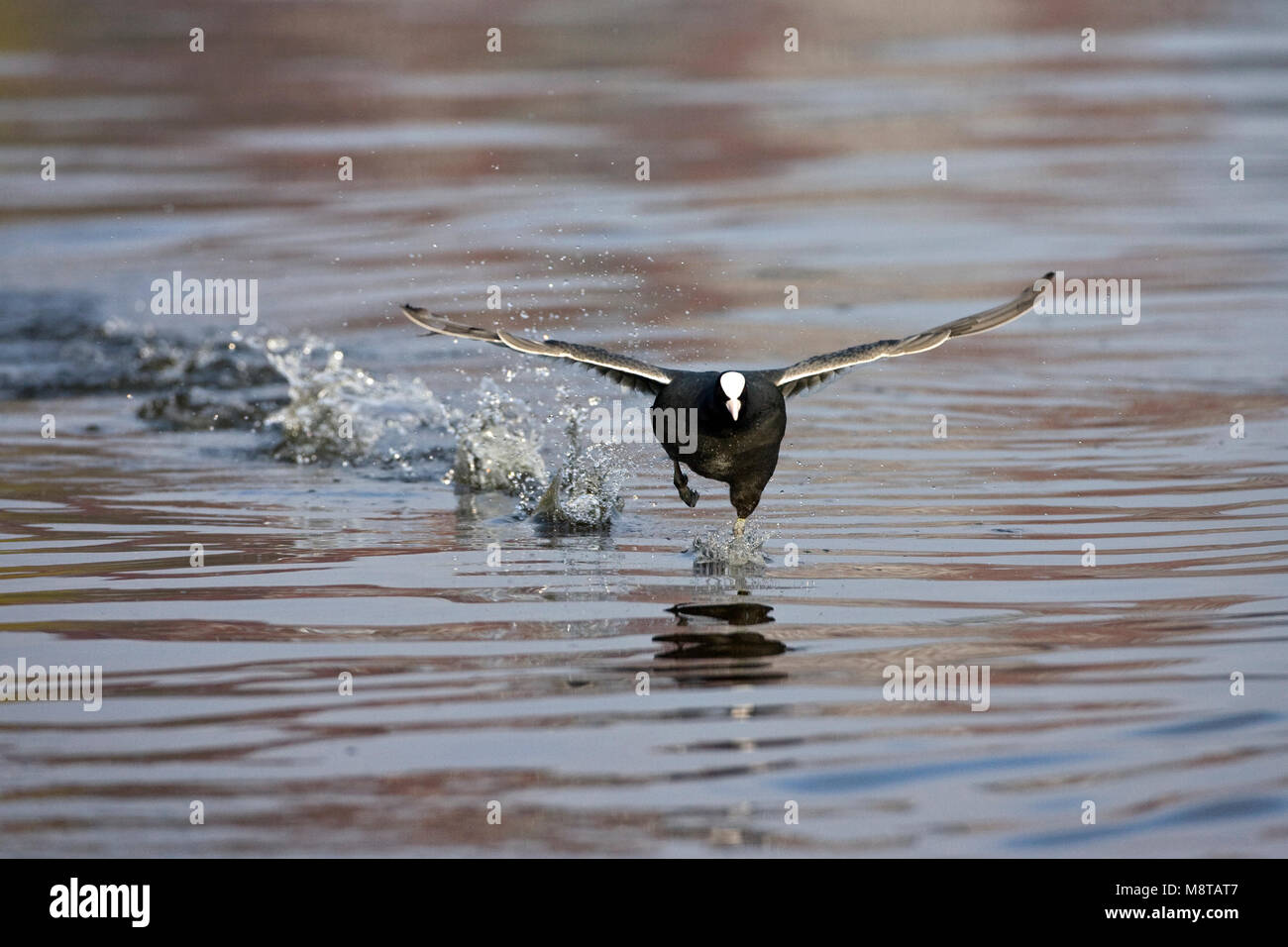 Meerkoet rennend über het water; Eurasian Coot laufen auf dem Wasser Stockfoto