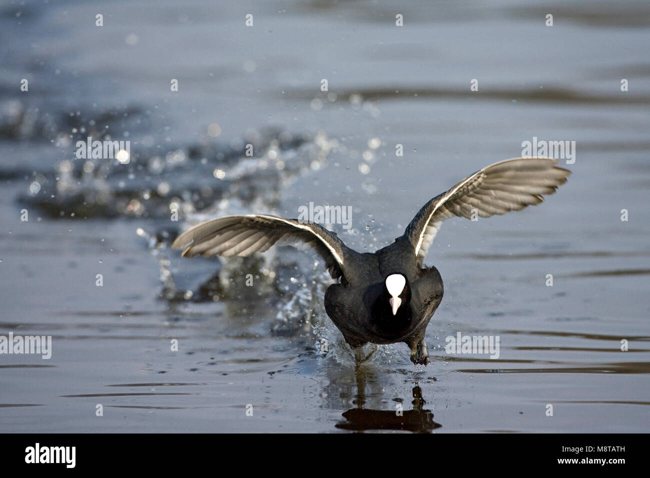 Meerkoet rennend über het water; Eurasian Coot laufen auf dem Wasser Stockfoto