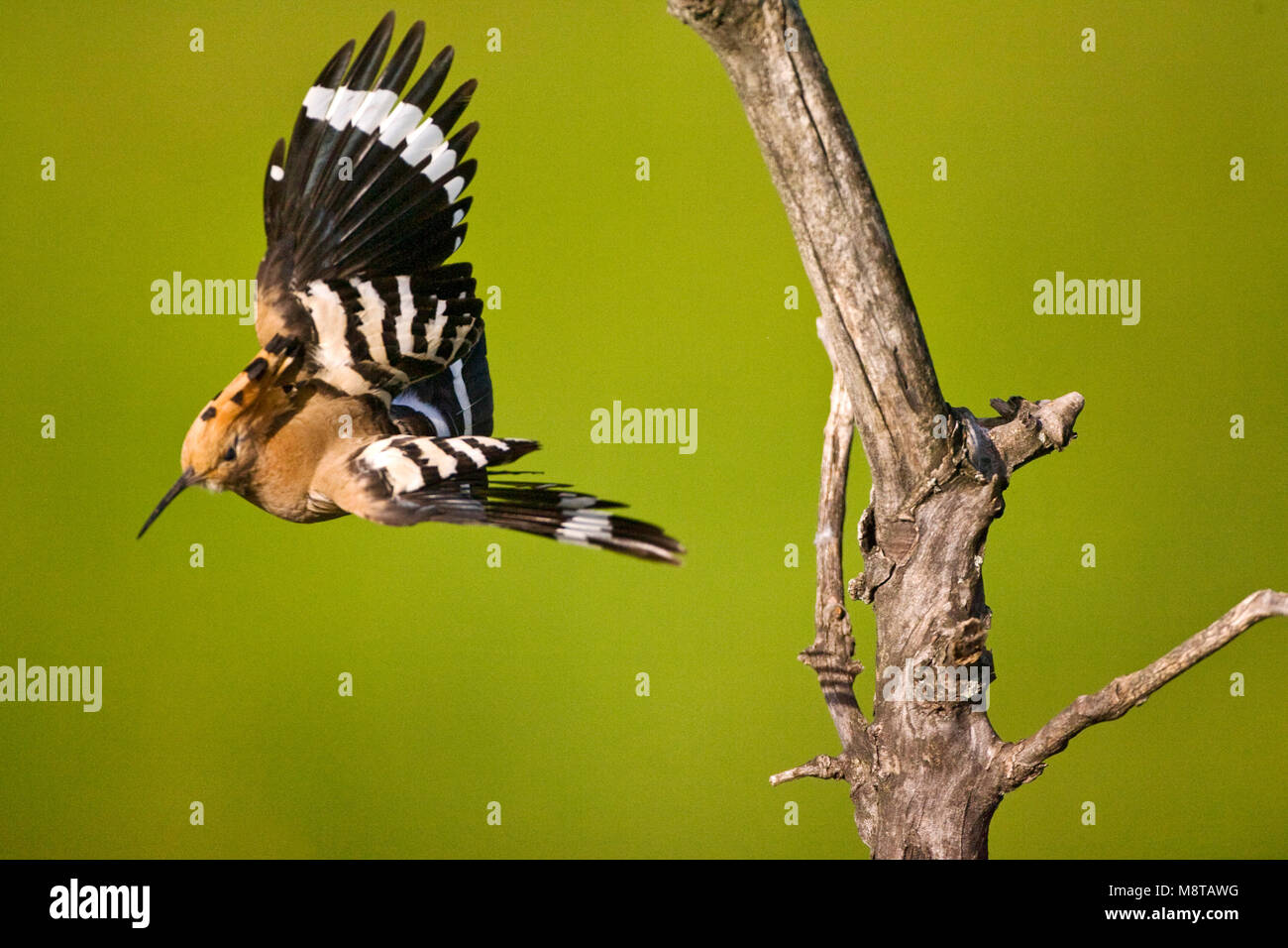 Hop in de Vlucht; Eurasischen Wiedehopf im Flug Stockfoto